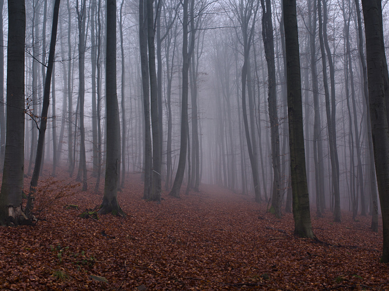 туман, лес, деревья, листья