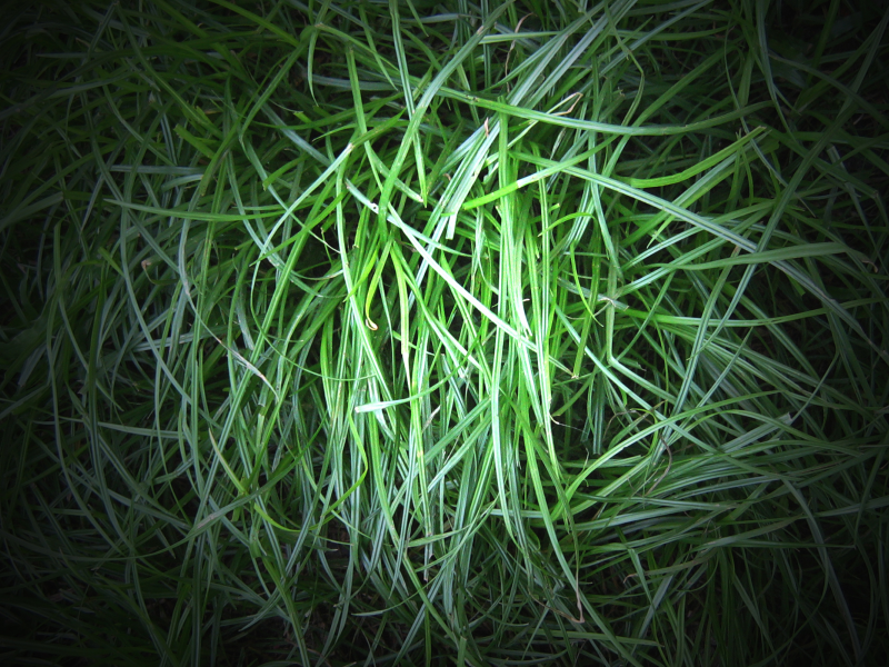трава, зелень, свет