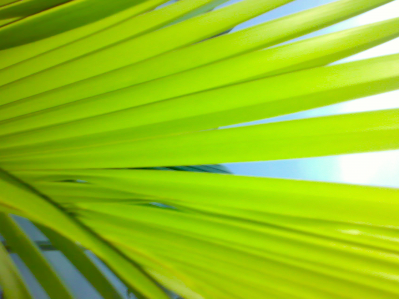 лист, зелень, пальма