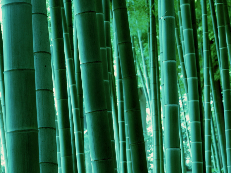 лес, природа, бамбук