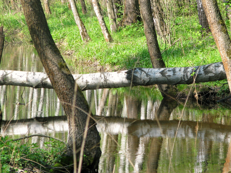 природа, красота, река