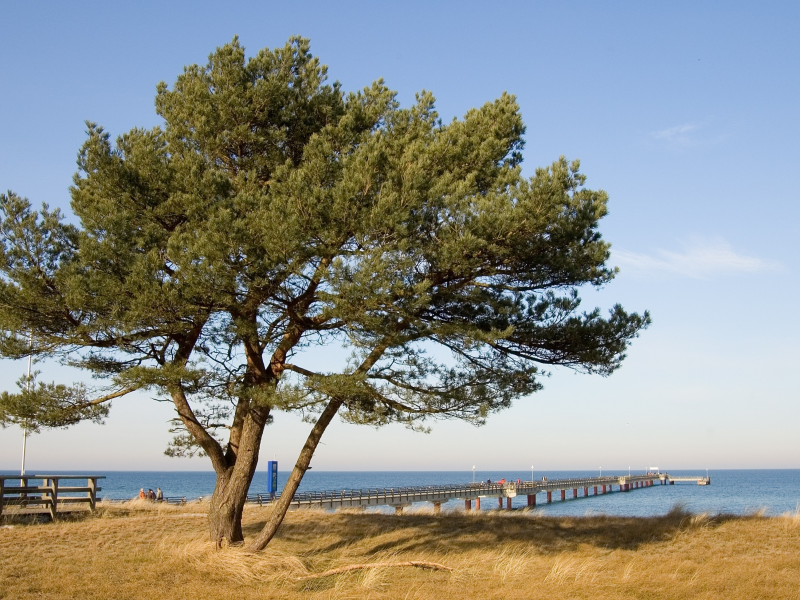 пирс, море, дерево