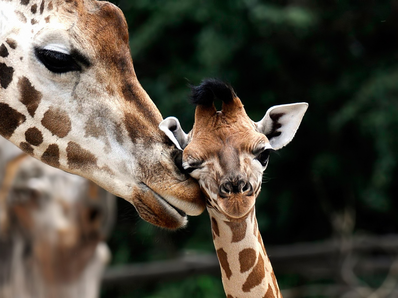 giraffa camelopardalis, Обои жираф, детеныш