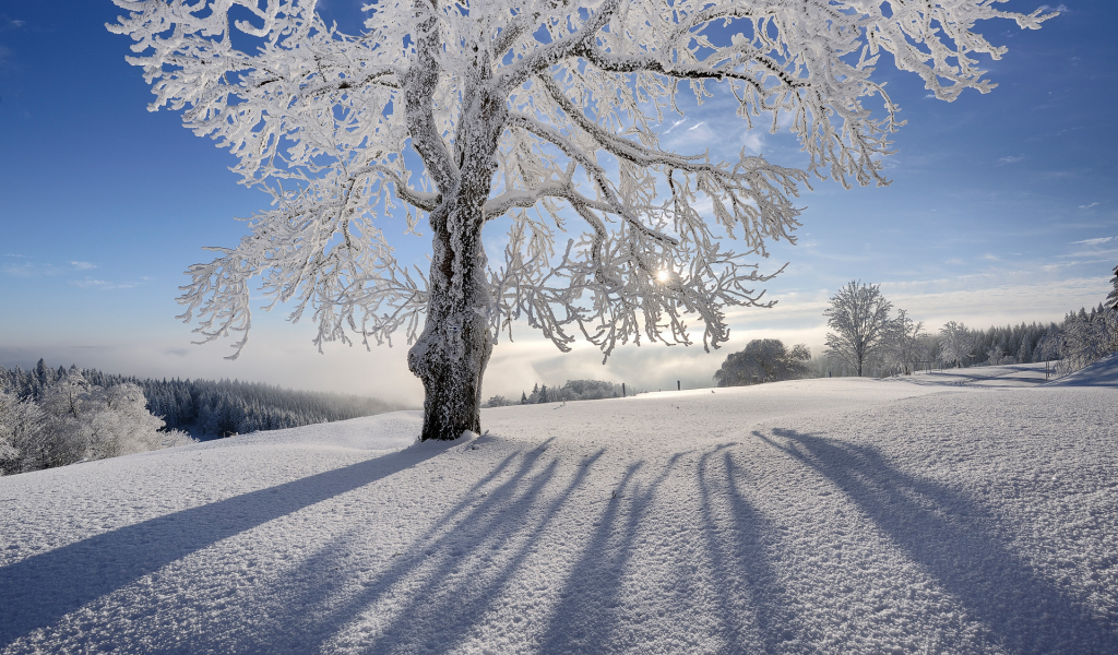 Снег, солнце, дерево