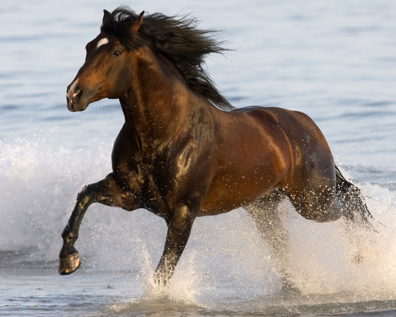 animal, конь, horse, sea, water, лошадка, вода, 1920x1080, животное, gee, море, run, бег