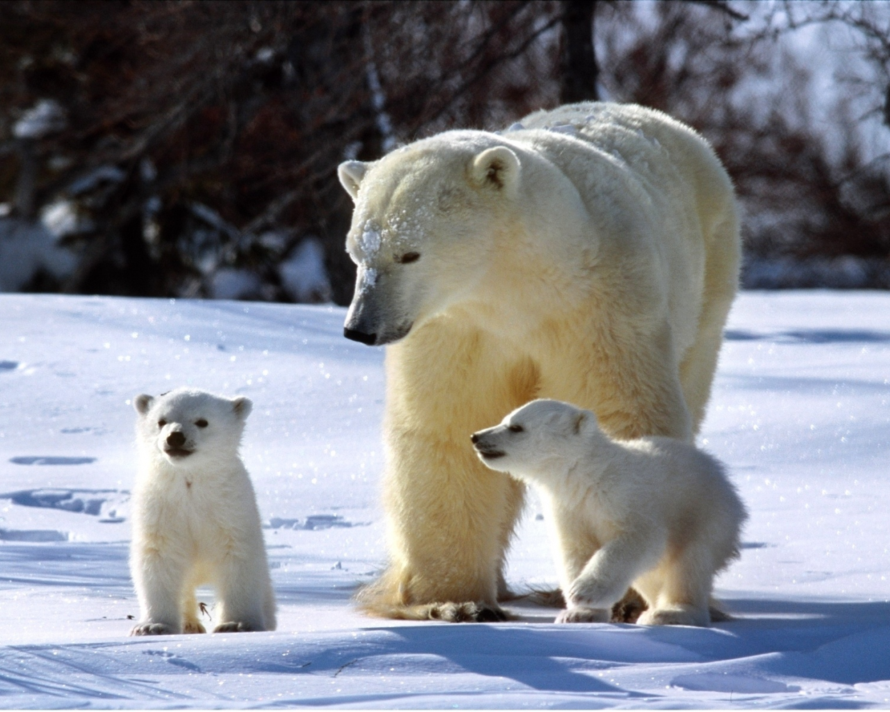 три, сверкает, медвежата, полярный, зима, снег, медведь, медведя, солнечно, семья