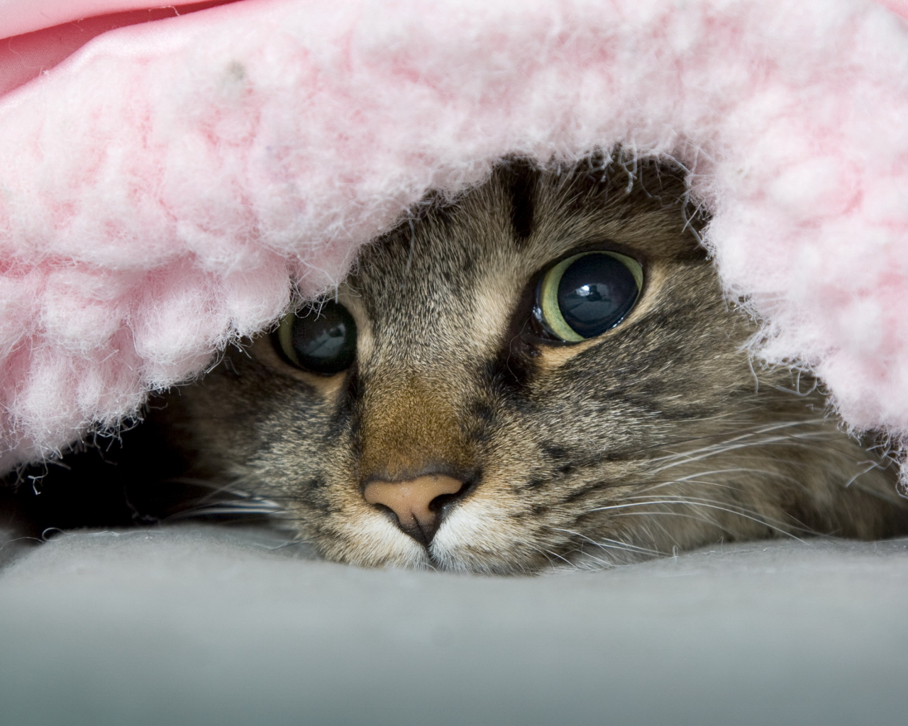 озорник, кот, одеяло