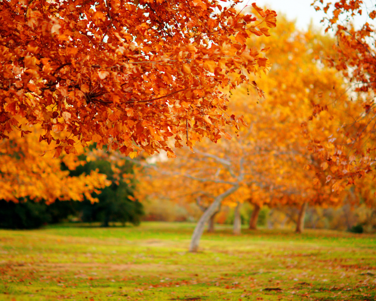 деревья, Природа, дерево, осенние обои, макро, осень