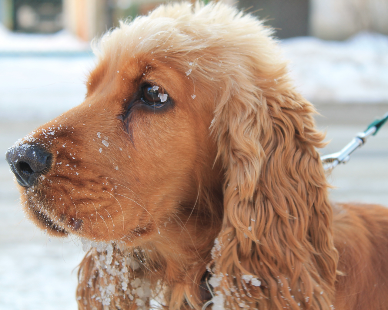 собаке, снег, зима, Собака, красиво