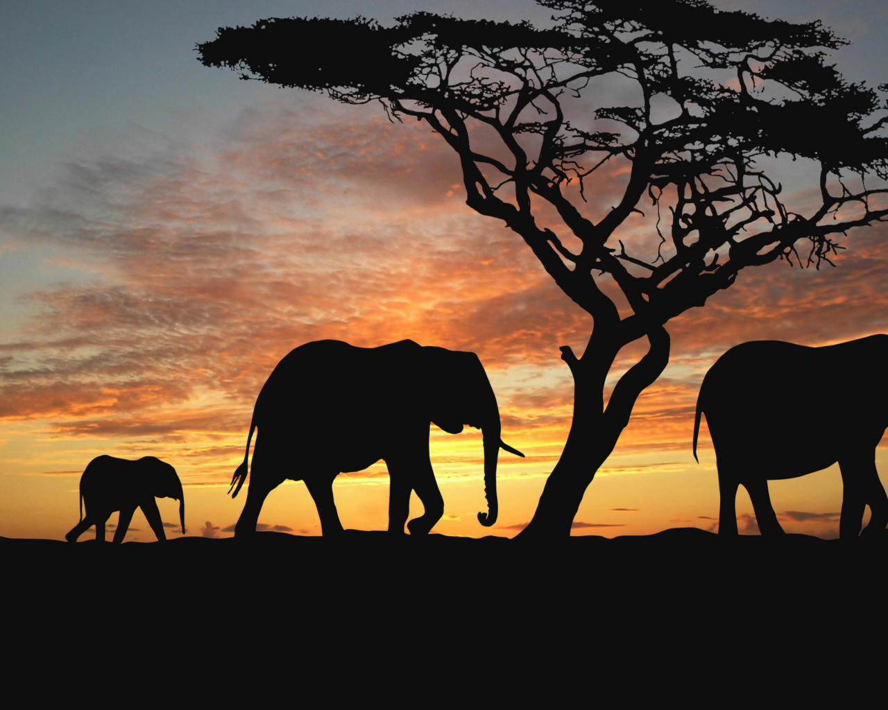 закат, слоненок, Животные, слон, дерево