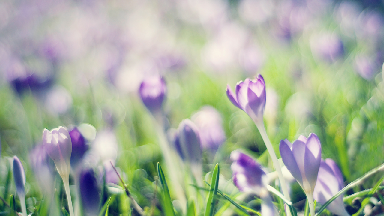 сиреневый, Крокусы, весна, crocuses