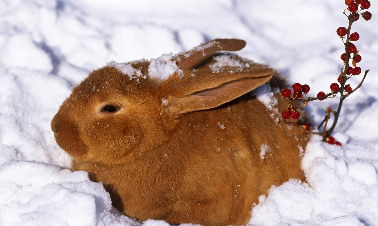 Зима, кролик, заяц, ягоды, рыжий, снег