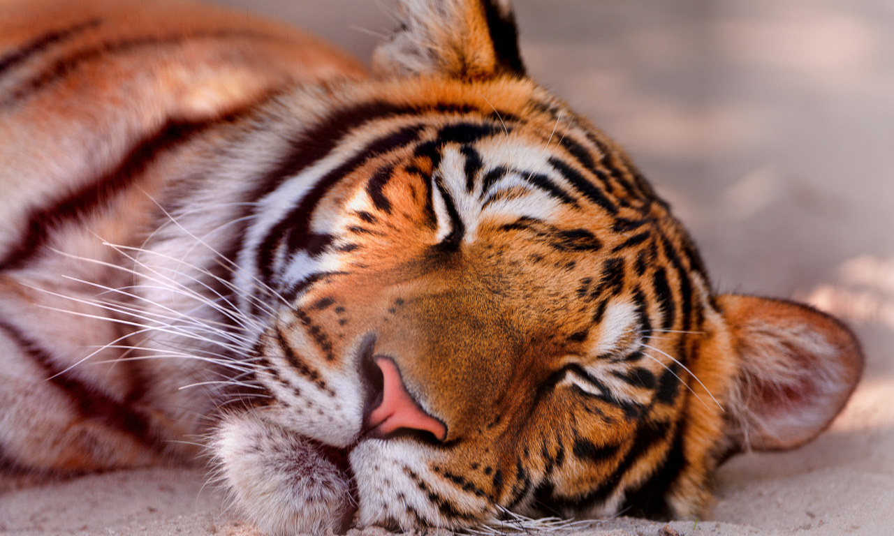 морда, тигра, спит