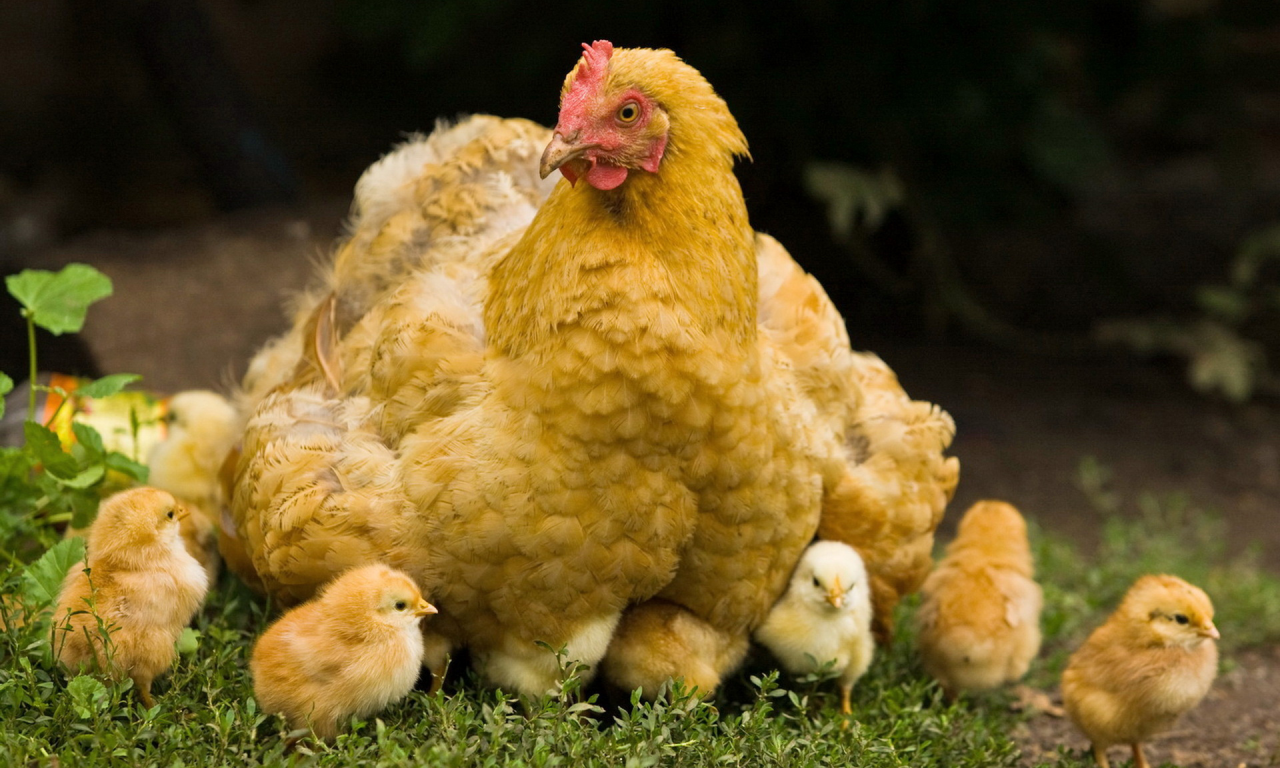 цыплята, домашние, Курица, хозяйство, природа