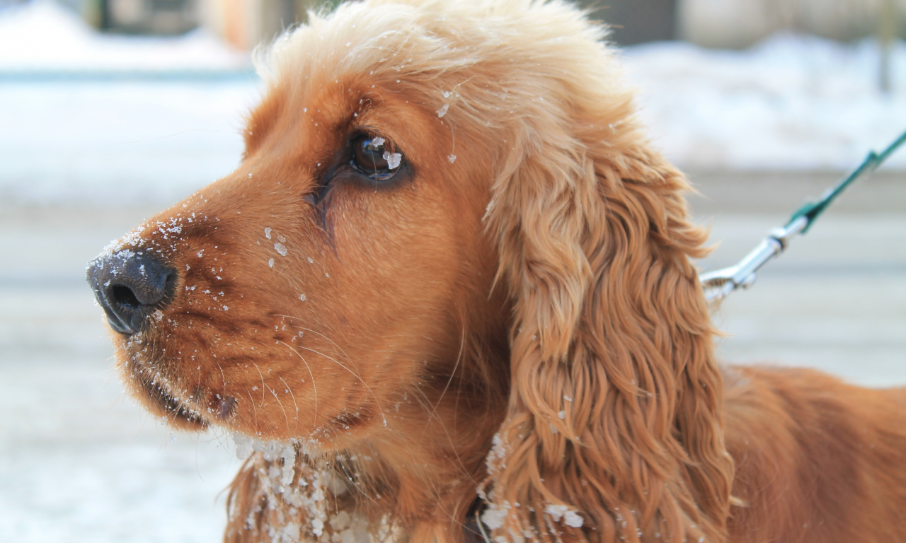 собаке, снег, зима, Собака, красиво