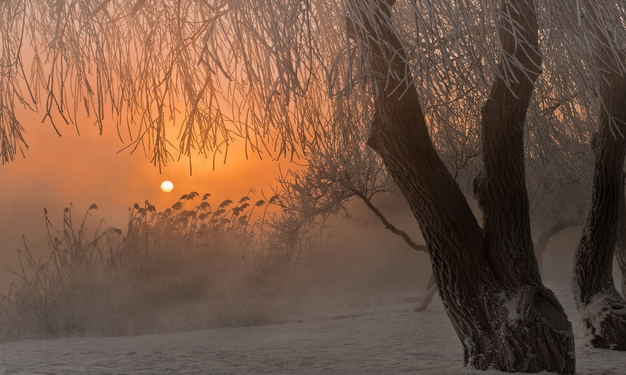дерево, снег, туман, восход, Зима