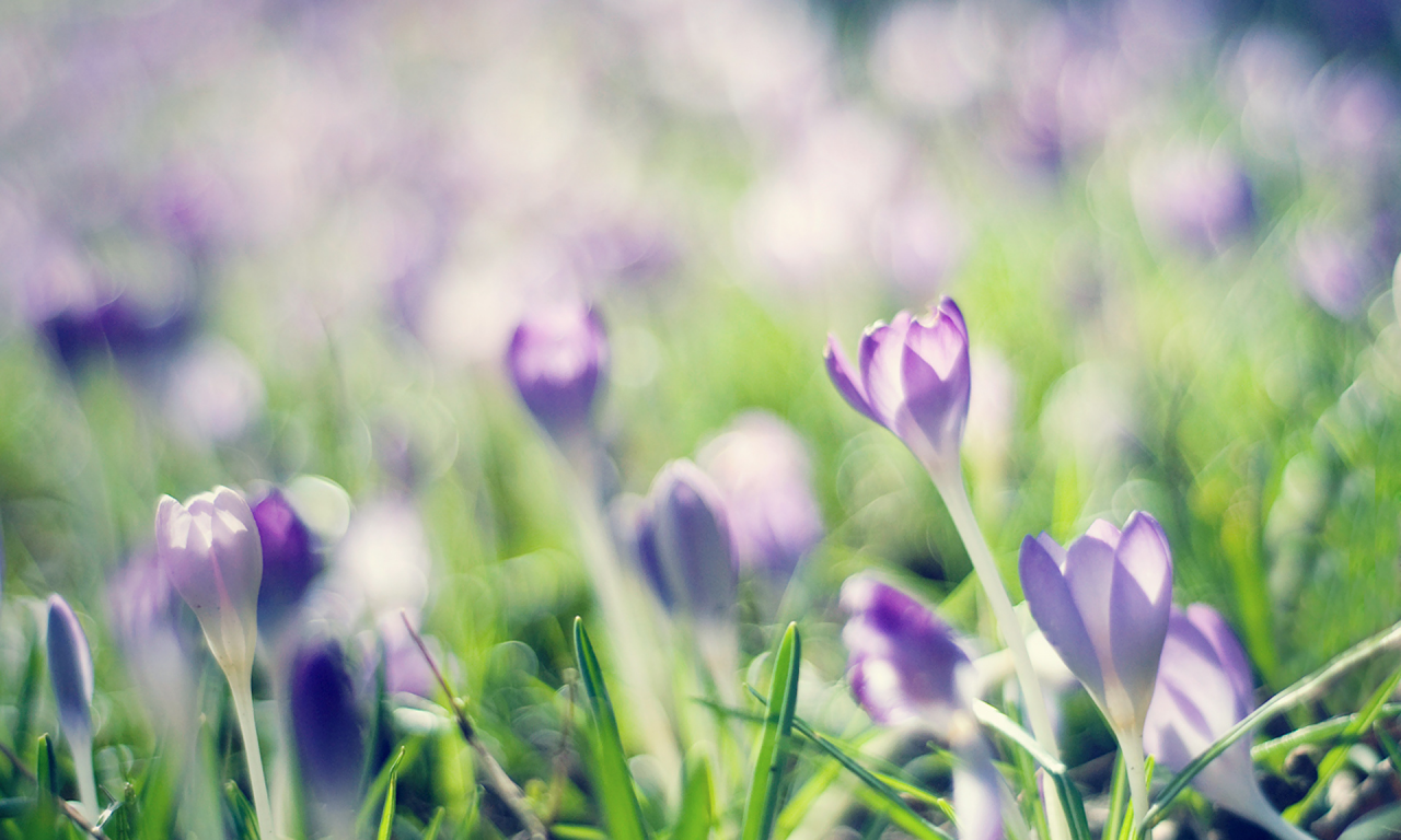 сиреневый, Крокусы, весна, crocuses