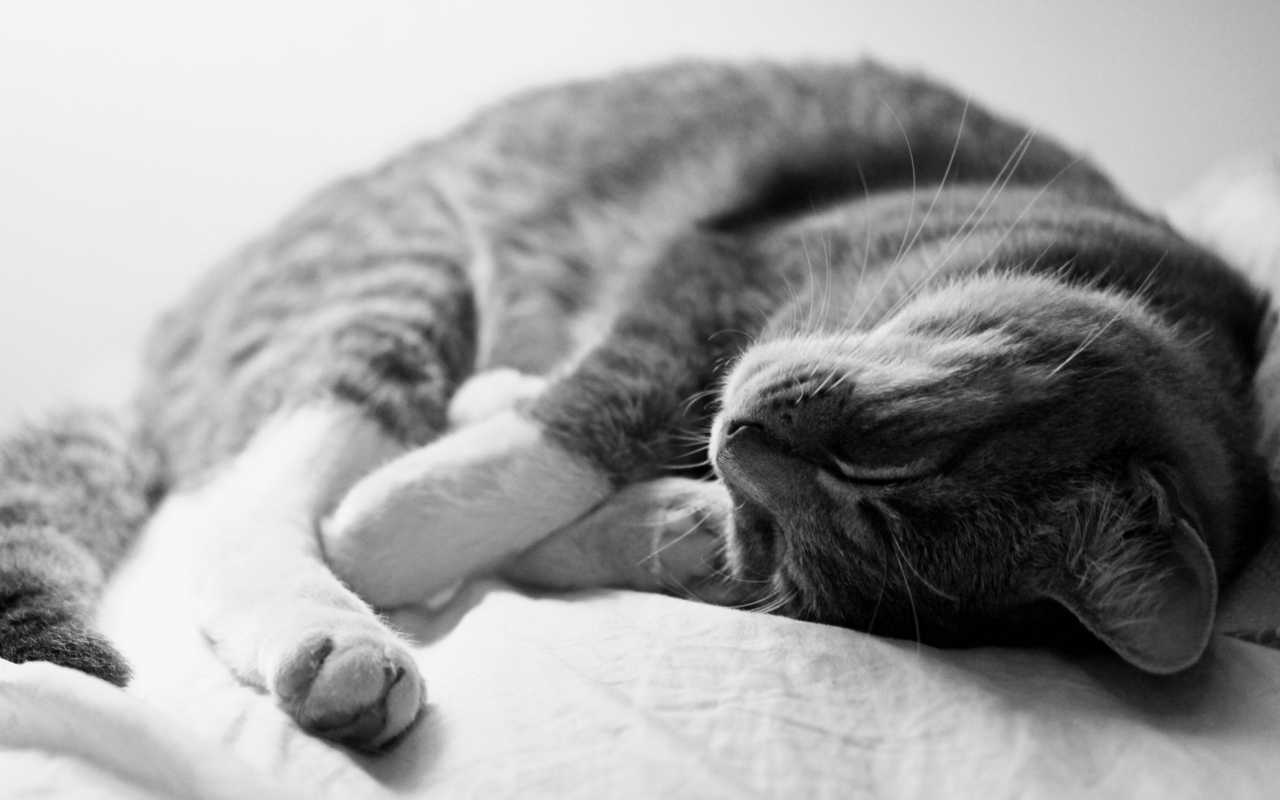 серый, кот, спит