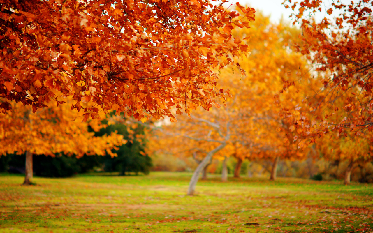 деревья, Природа, дерево, осенние обои, макро, осень