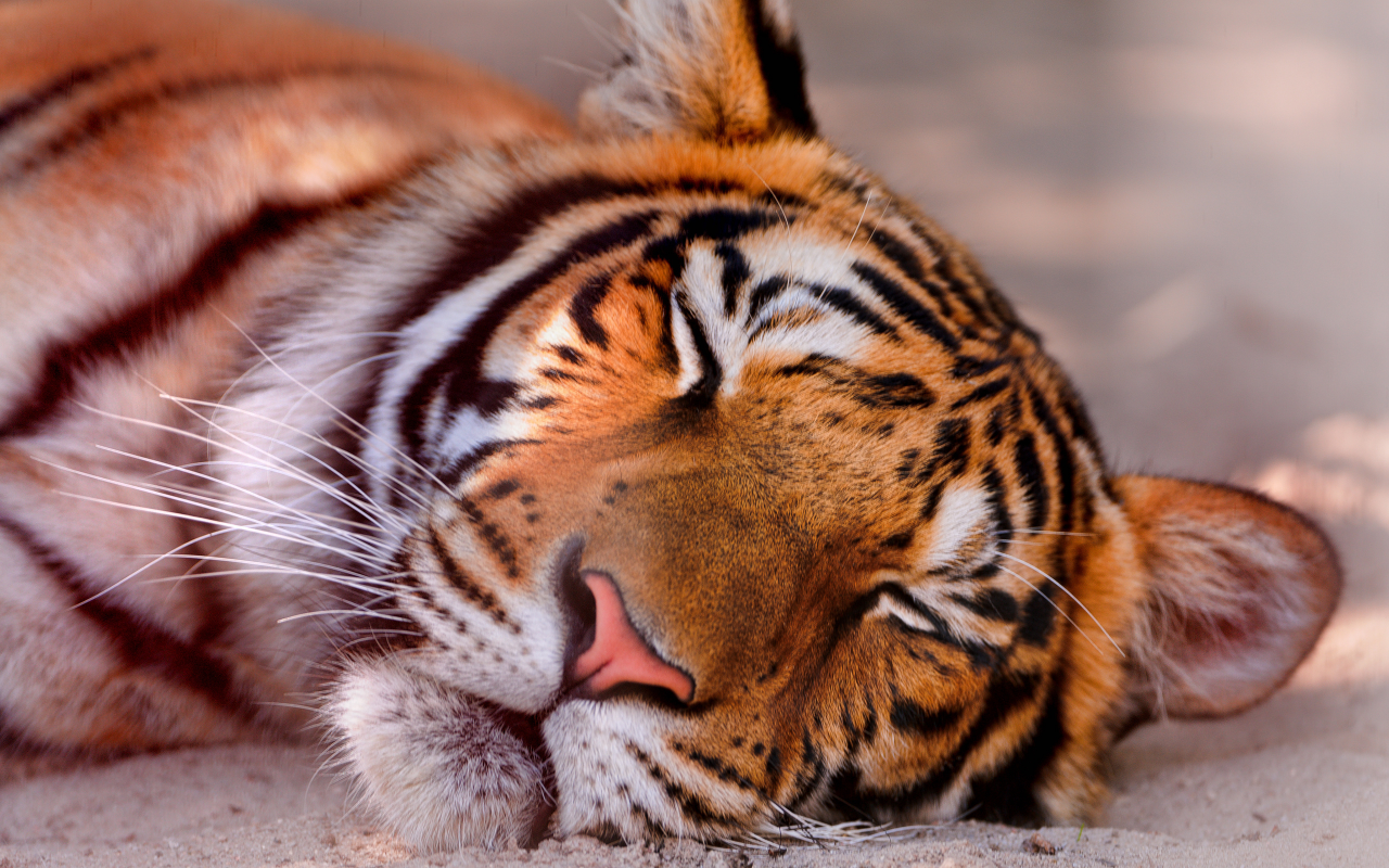 морда, тигра, спит