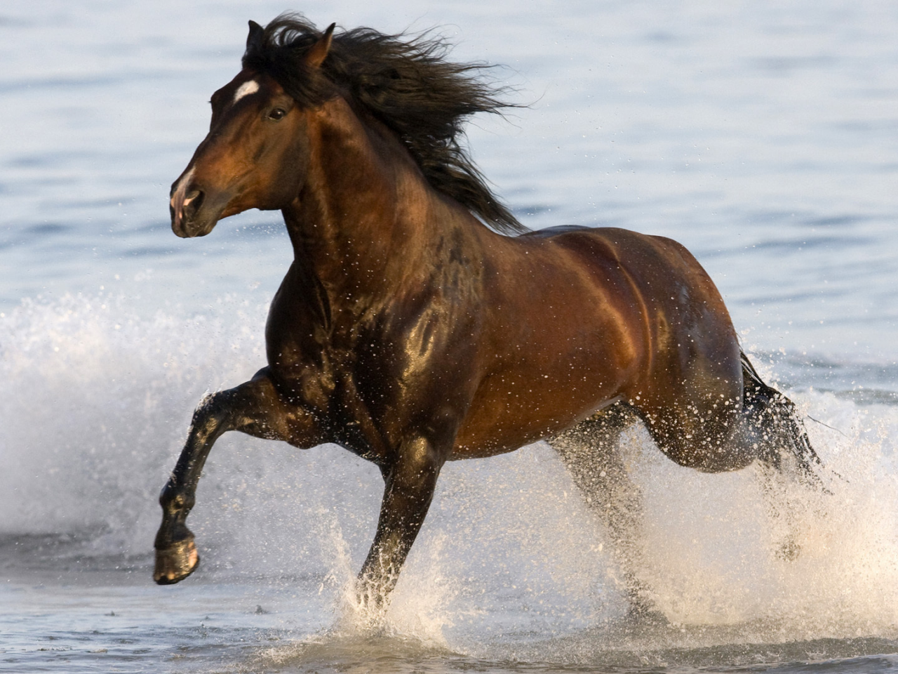 animal, конь, horse, sea, water, лошадка, вода, 1920x1080, животное, gee, море, run, бег