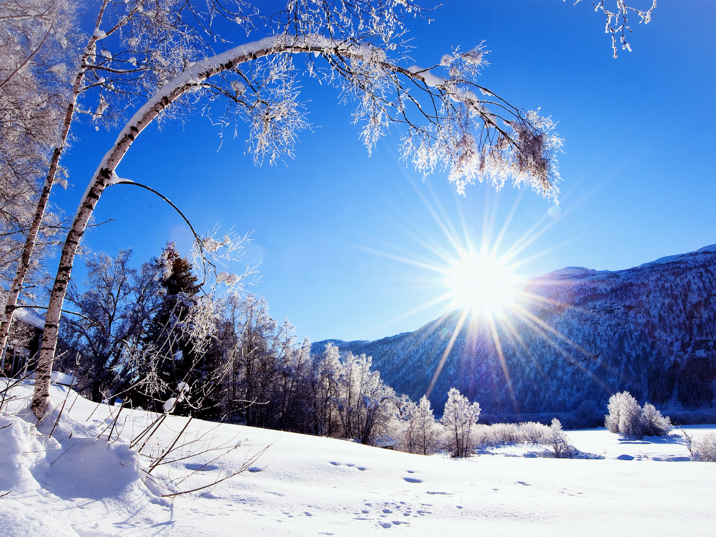 дерево, Природа, снег, зима, горы, солнце