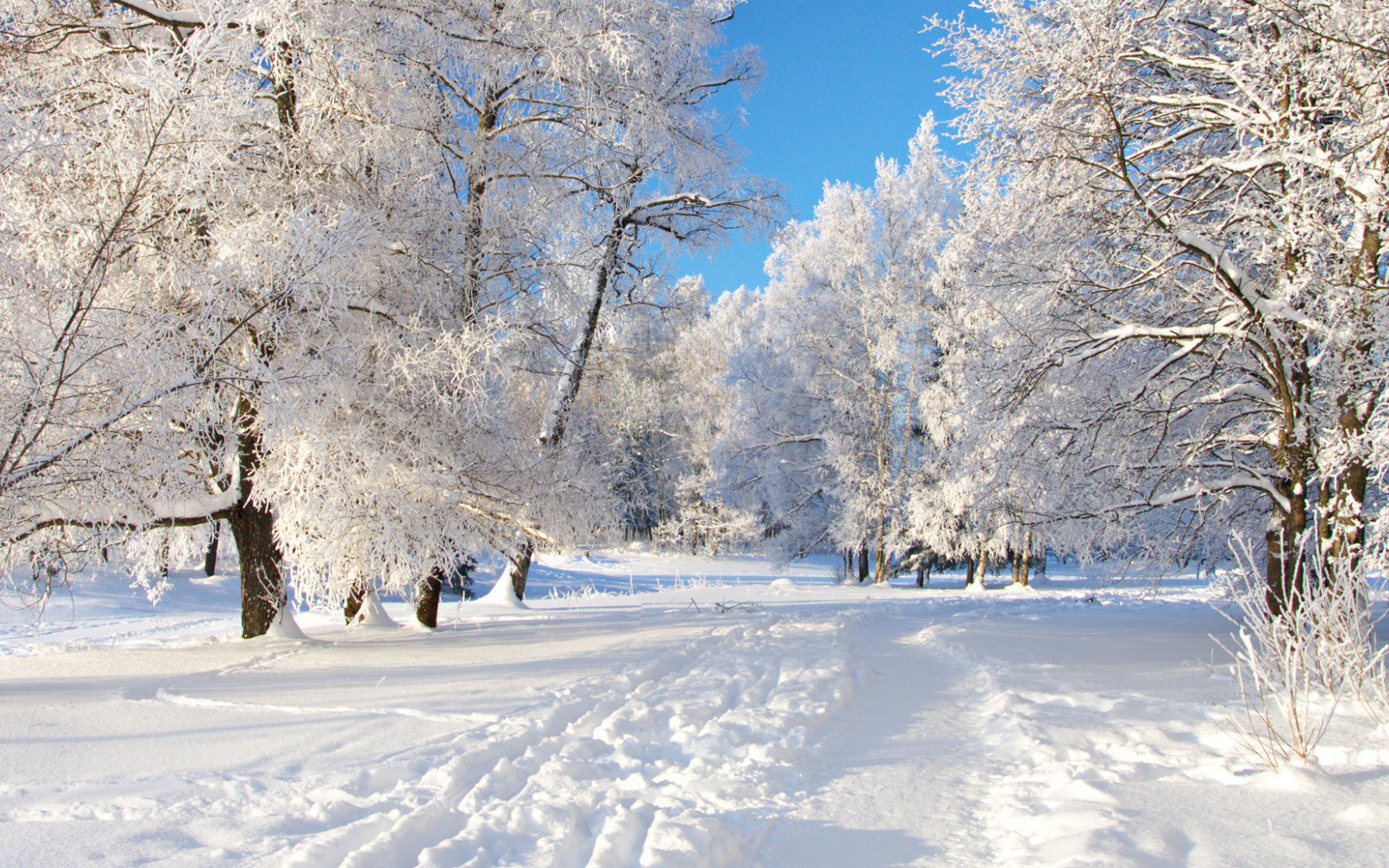 деревья, снег, зима, небо