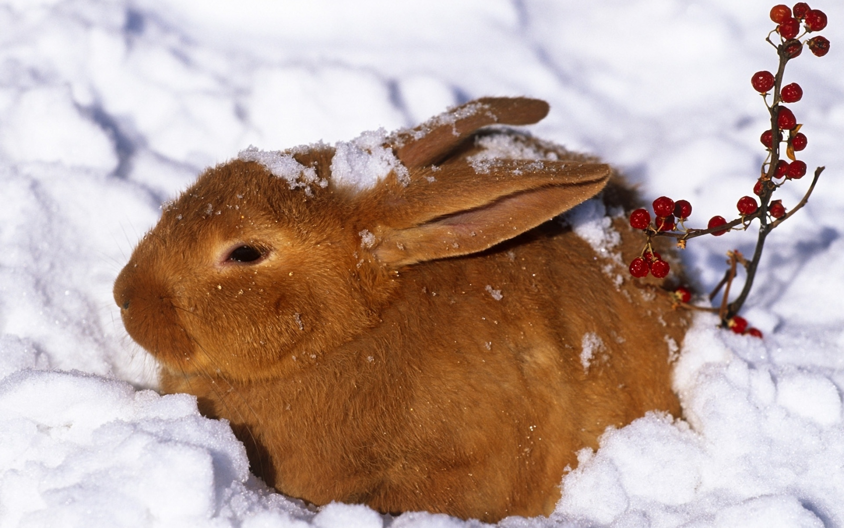 Зима, кролик, заяц, ягоды, рыжий, снег