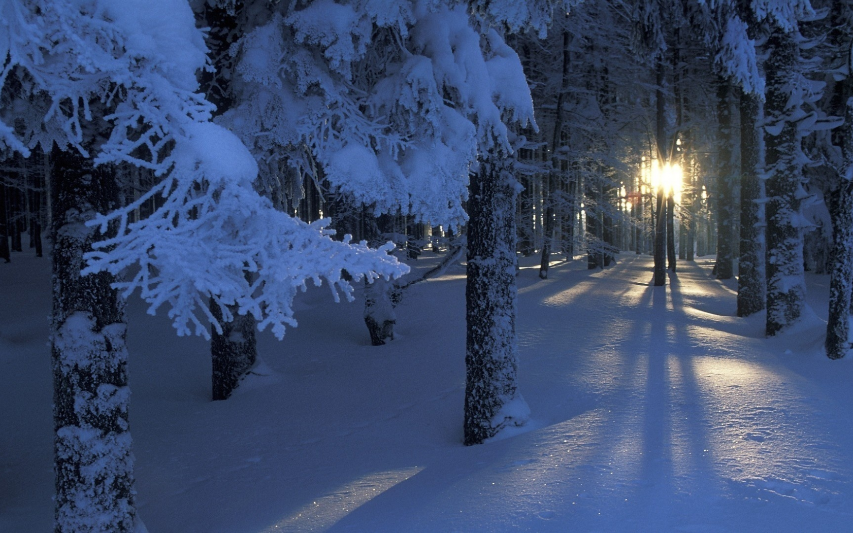 солнце, снег, ветки, деревья, свет, Зима, лес, сияние