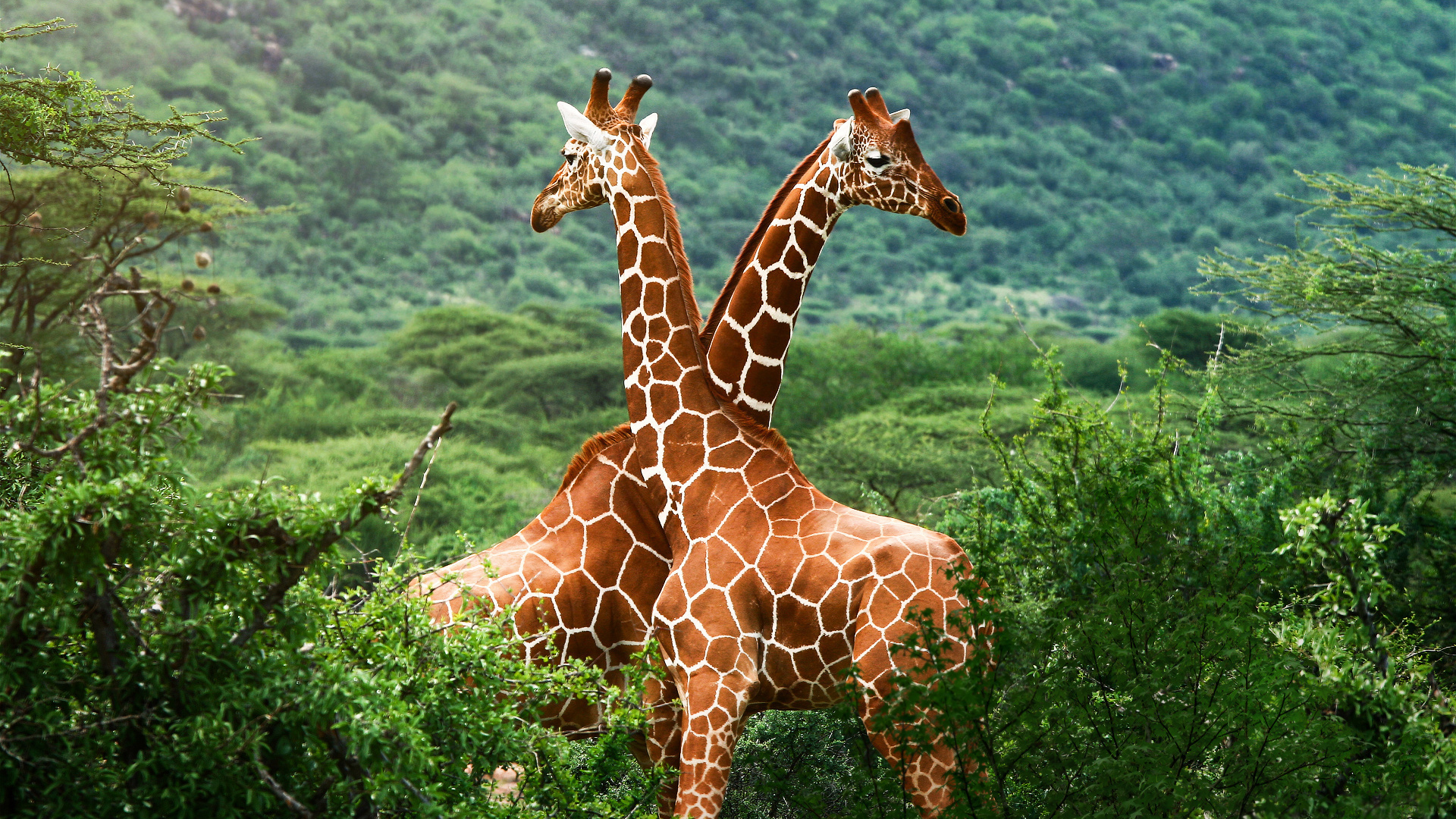 саванна, жирафы, зелень, африка