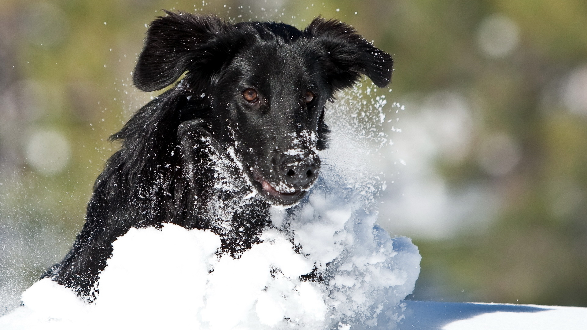 Собака, зима, бег, снег
