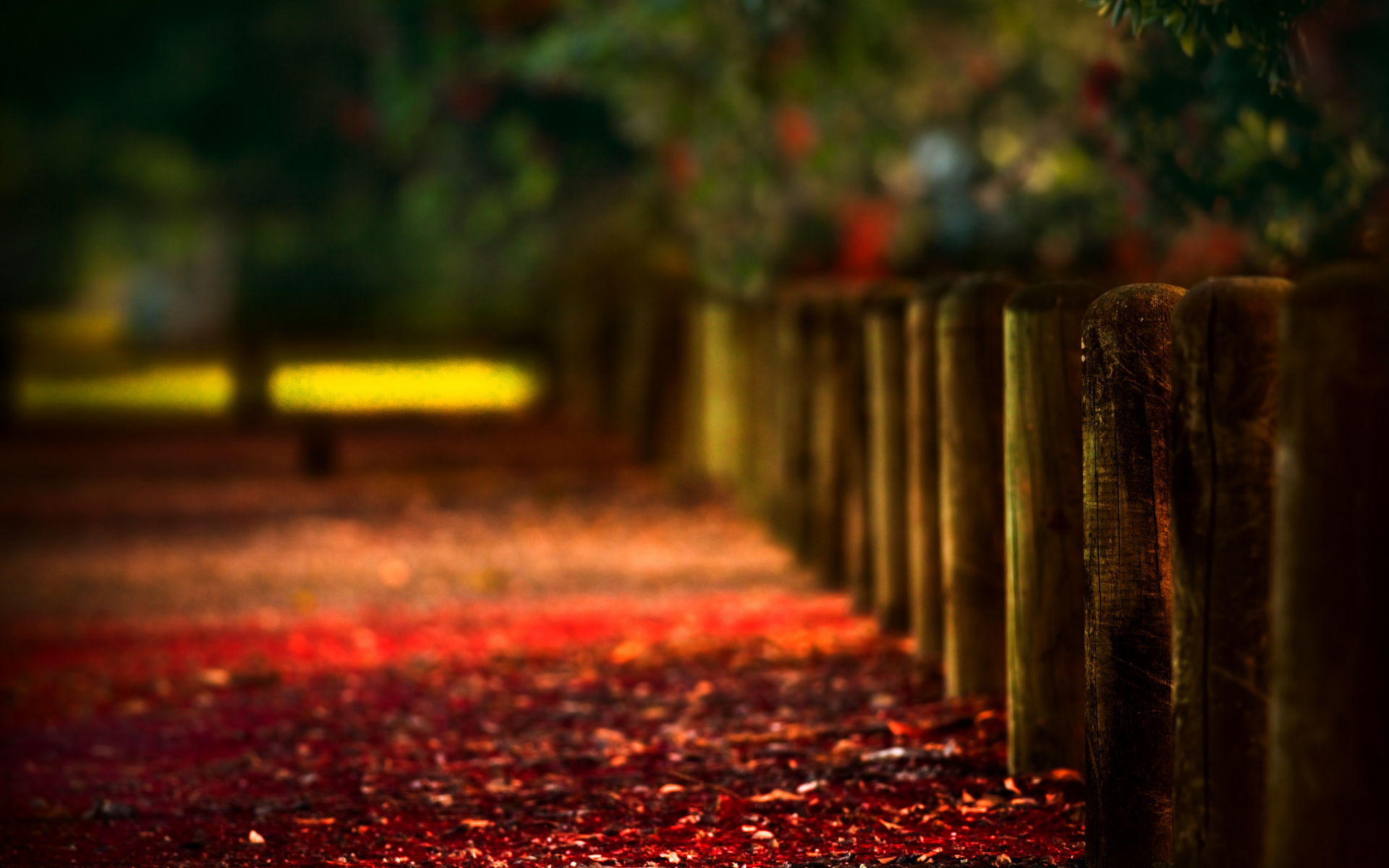 Макро, осень, деревья, красный, тень, дерево, листья