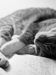 серый, кот, спит