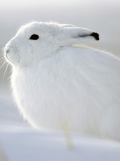 заяц, белый, беляк, зима, снег