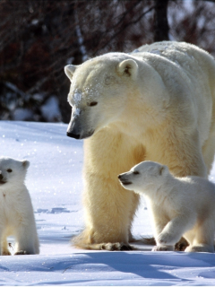 три, сверкает, медвежата, полярный, зима, снег, медведь, медведя, солнечно, семья
