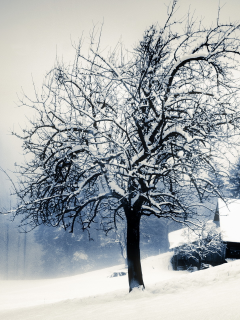 Зима, дом, снег, дерево