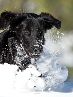 Собака, зима, бег, снег
