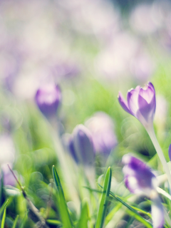 сиреневый, Крокусы, весна, crocuses