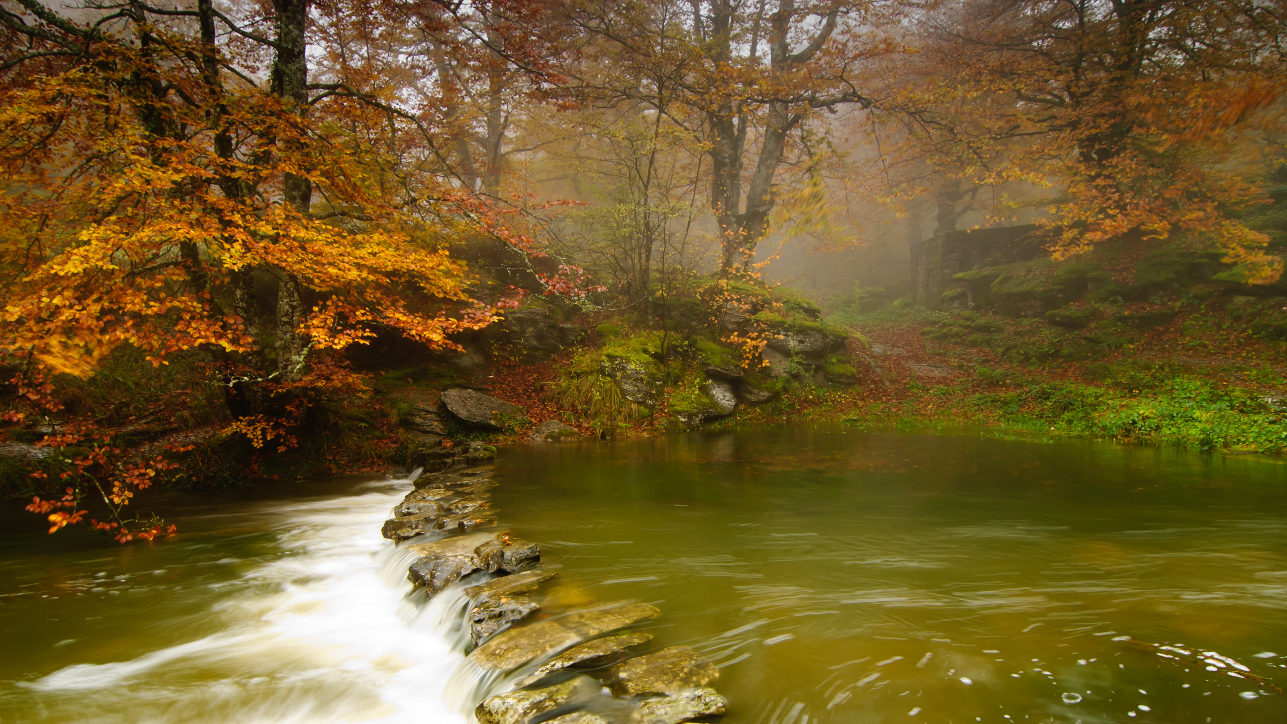 осень, деревья, Река