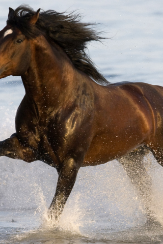 animal, конь, horse, sea, water, лошадка, вода, 1920x1080, животное, gee, море, run, бег