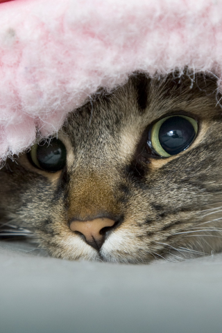 озорник, кот, одеяло