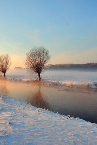 деревья, река, Зима, канал, свет, лебедь