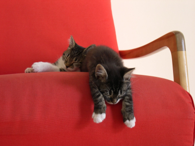 двое, красная накидка, спят, кресло, котята