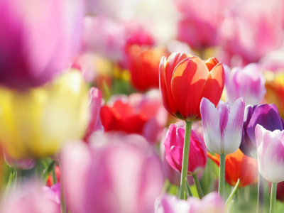 тюльпаны, бутоны, цветы, весна