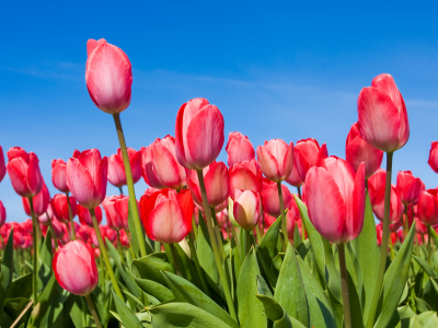tulips, бутоны, Тюльпаны, небо, цветы, весна