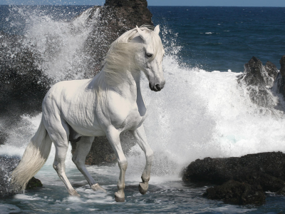 белый, лошадь, жеребец, скалы, скакун, серый, море, волны, копыта, пена, грива, камни