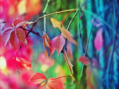 настроение осень, цвета, забор, дерево