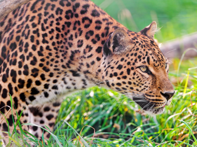 внимательно, наблюдает, профиль, Леопард, стоит, трава