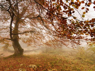 туман, листья, Дерево