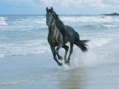 лошадь, море, Конь